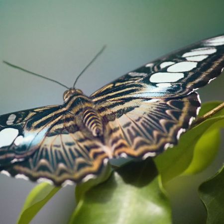 Blauer Segelfalter (Parthenos sylvia blue)