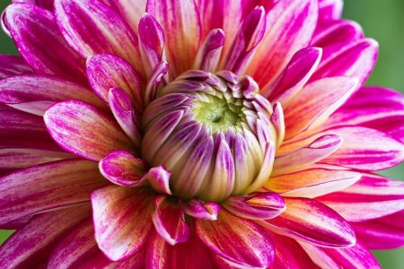 Dahlia Kalinka