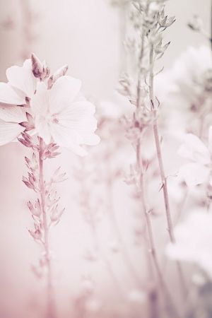 Malva