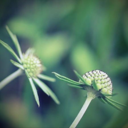 Scabiosa