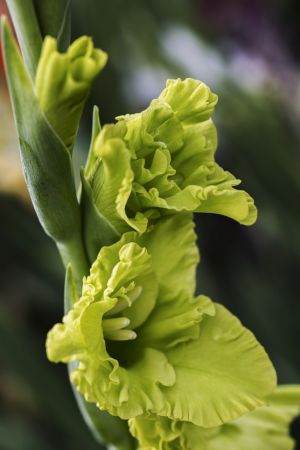 Gladiolus