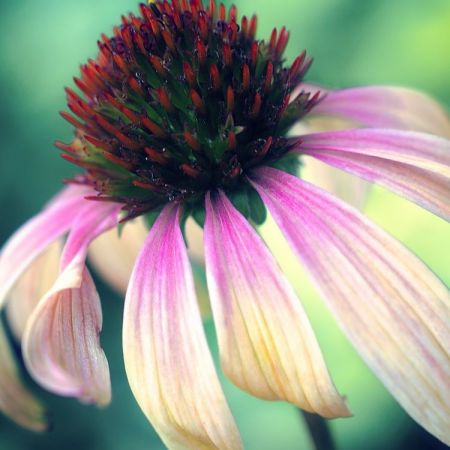 Echinacea purpurea ´Green Envy´
