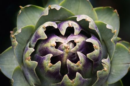 Cynara cardunculus