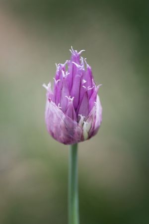 Allium schoenoprasum