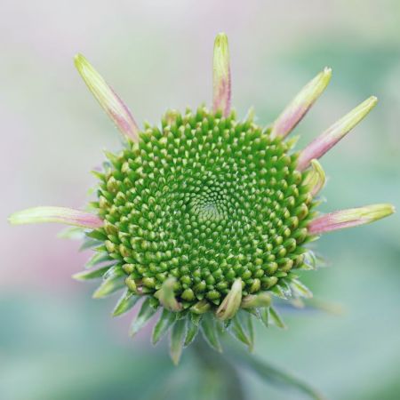 Echinacea purpurea