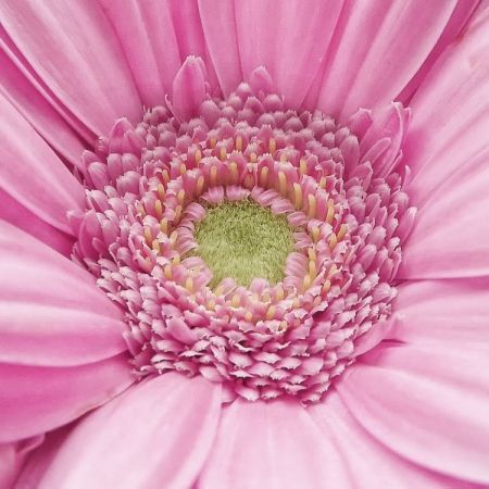 Gerbera