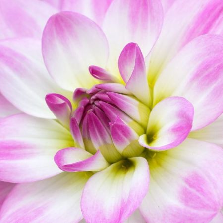 Dahlia