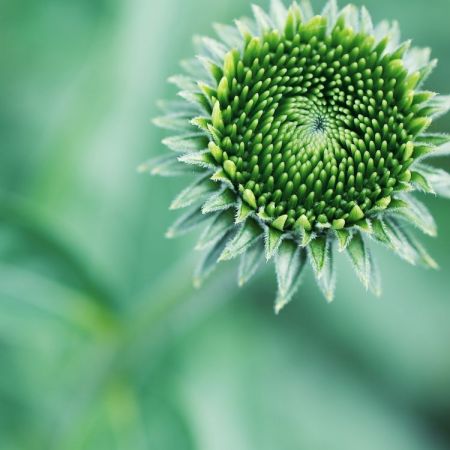Echinacea purpurea