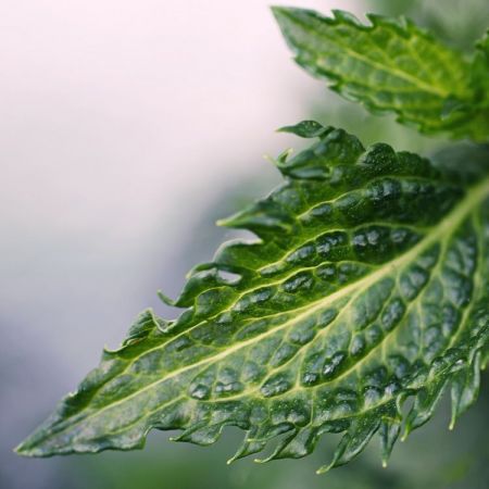 Mentha spicata ‚Marokko'