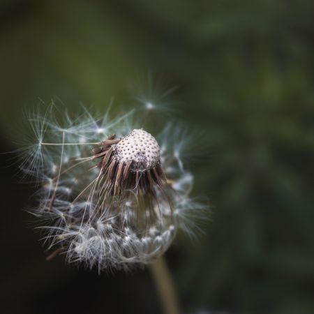 Taraxacum officinale