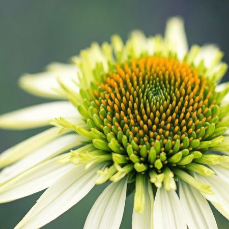 Echinacea Hybride ´Coconut Lime´