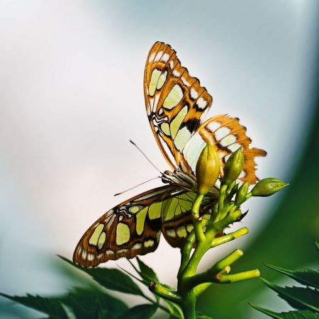 Malachitfalter (Siproeta stelenes)