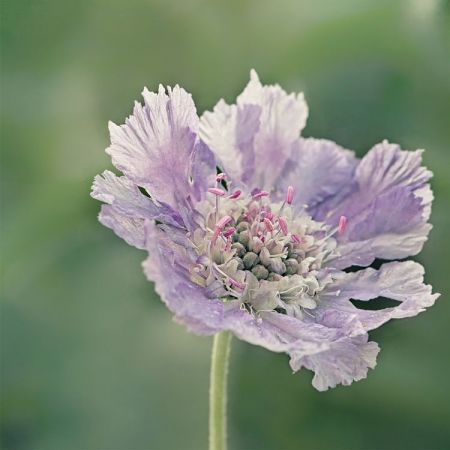 Scabiosa caucasica