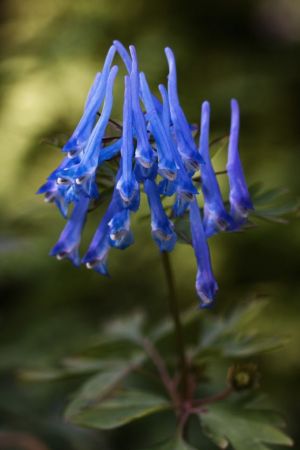 Corydalis flexuosa