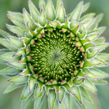 Echinacea purpurea