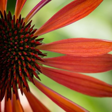Echniacea Hybride ´Sunset´