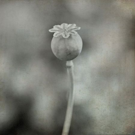 Papaver somniferum