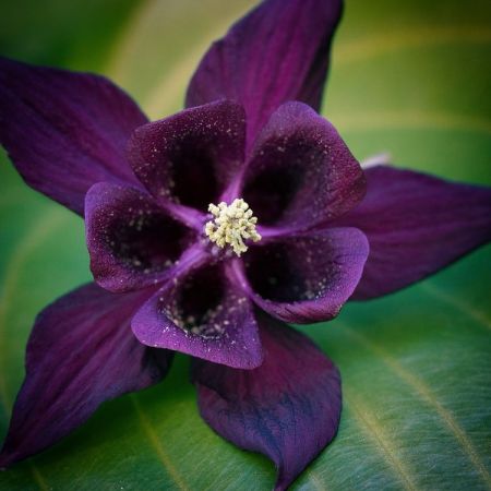 Aquilegia atrata