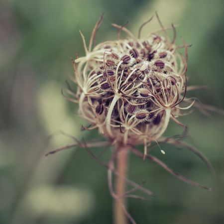 Daucus carota