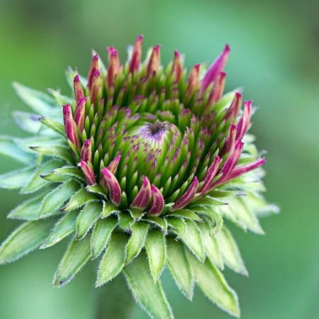 Echinacea purpurea