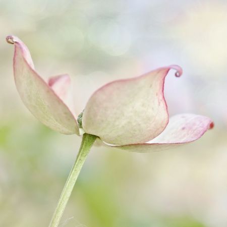 Cornus kousa 'Satomi'