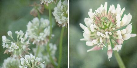Trifolium repens