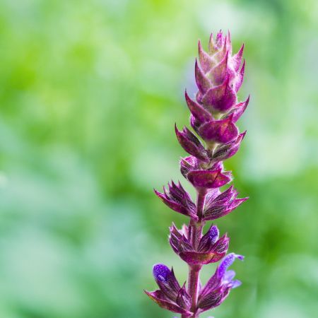 Salvia nemorosa 
