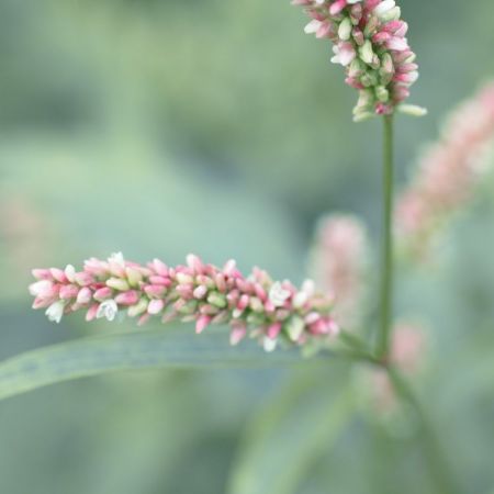 Persicaria lapathifolia