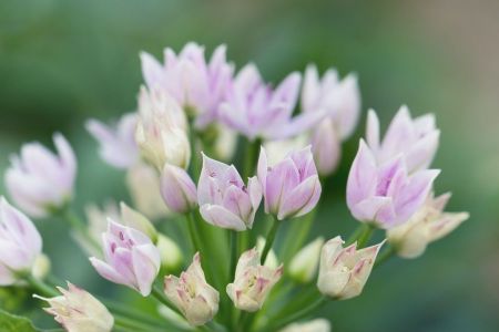 Allium stellatum