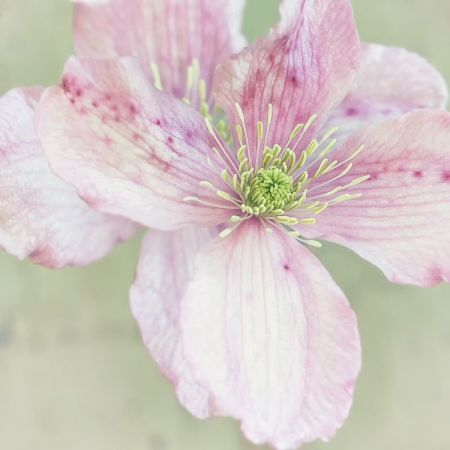 Clematis Montana 'Rubens'