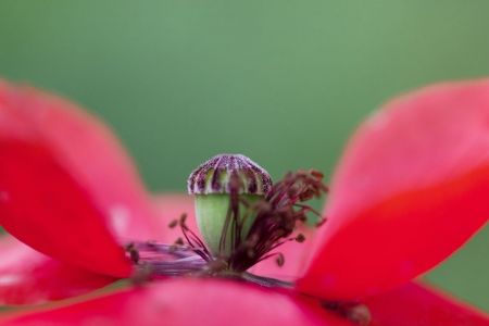 Papaver rhoeas