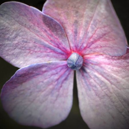 Hydrangea macrophylla 'Mariesii Perfecta' 