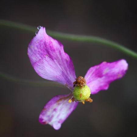 Anemone japonica ´Pamina´