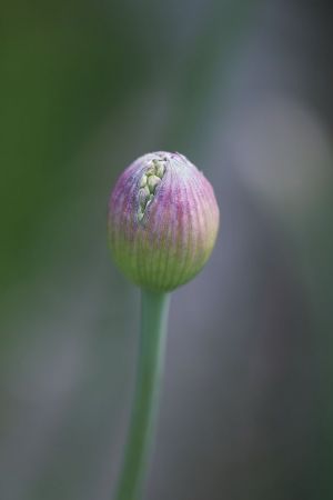 Allium aflatunense 'Purple Sensation'