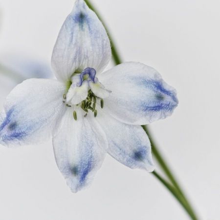 Delphinum grandiflorum 'Butterfly'