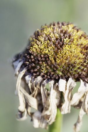 Leucanthemum