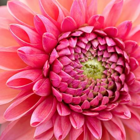 Dahlia