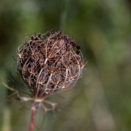 Daucus carota