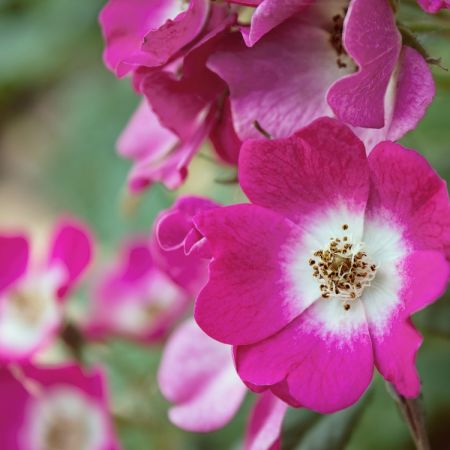 Rosa corymbifera