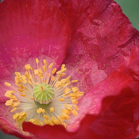 Papaver rhoeas ´Shirley´