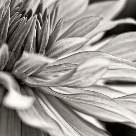 Dahlia
