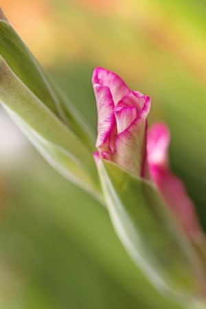Gladiolus
