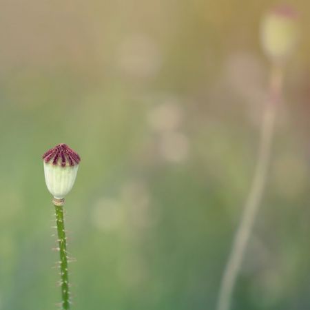 Papaver rhoeas
