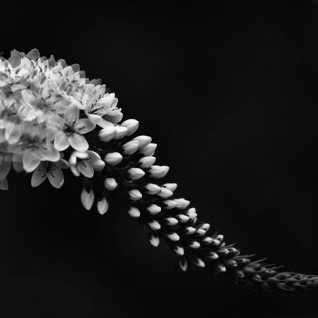 Lysimachia clethroides 