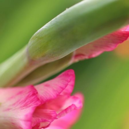 Gladiolus