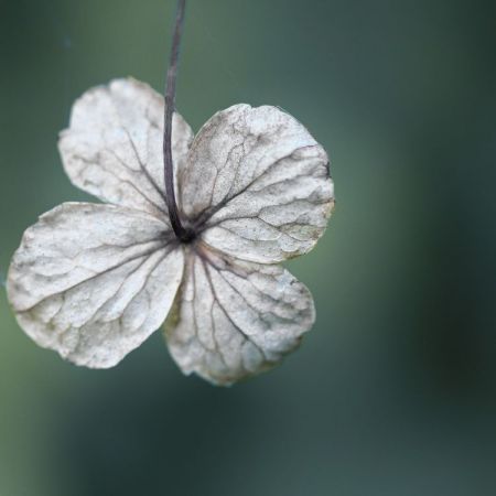 Hydrangea petiolaris