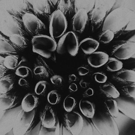 Dahlia