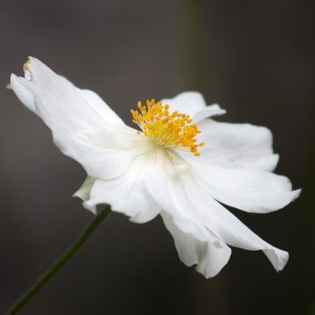 Anemone hupehensis