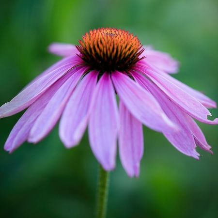 Echinacea purpurea ´Magnus´