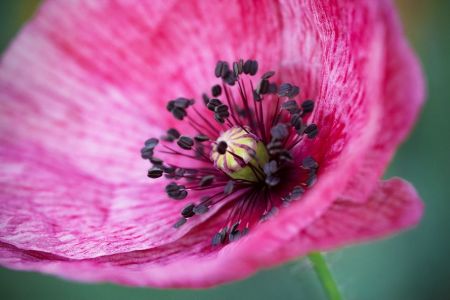 Papaver rhoeas ´Shirley´